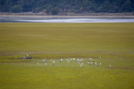 Migratory Birds Resting on the Green Wetlandsの写真素材