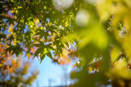 maple leaves with afternoon sunlight and bokehの写真素材