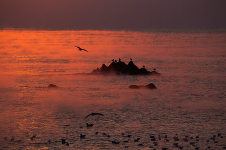 Seagulls in the Sea Foggingの写真素材