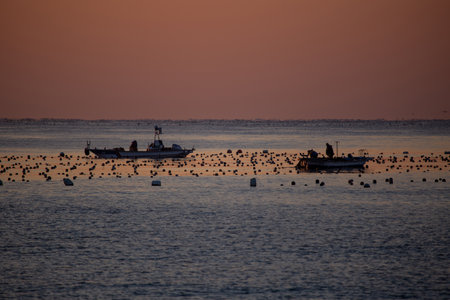 Fishing boat in the sea with seagulls at sunriseの写真素材