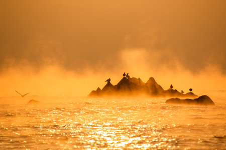 sun-colored water fog and seagullsの写真素材