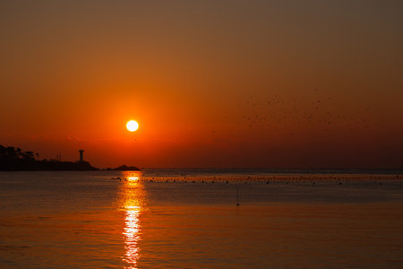 Sea sunrise scene with seagullsの写真素材
