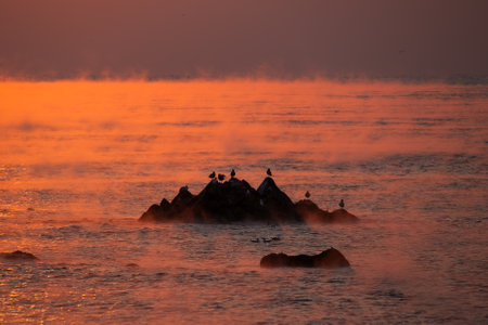 sun-colored water fog and seagullsの写真素材