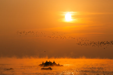 sun-colored water fog and seagullsの写真素材
