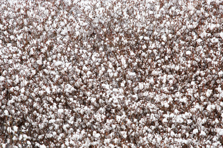 White fluffy snowflakes on the branches of a bush as a backgroundの写真素材