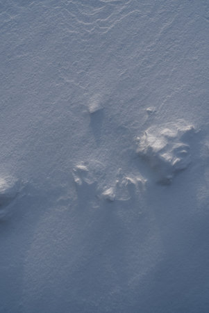 Patterns and textures created by snow and wind. Light and shadow.の写真素材