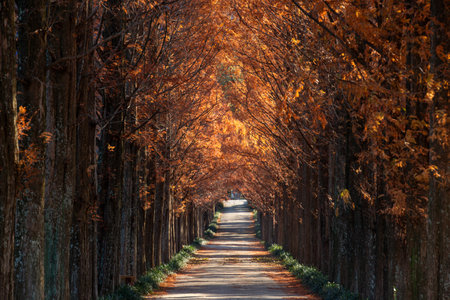 Autumn foliage forest road full of morning sun, Metasequoia tree.の写真素材