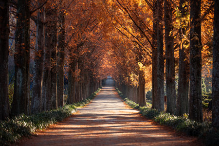 Autumn foliage forest road full of morning sun, Metasequoia tree.の写真素材