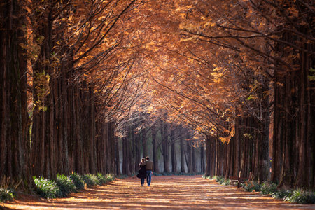 A couple walking down a tree path, Autumn in Koreaの写真素材