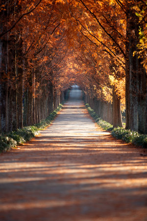 Autumn foliage forest road full of morning sun, Metasequoia tree.の写真素材