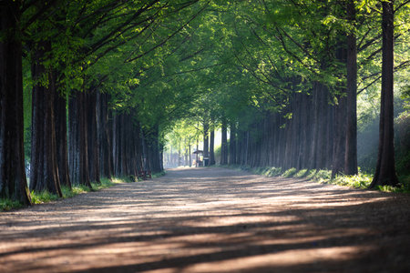 Metasequoia Tree Forest Road With Morning Sun. Green background.の写真素材