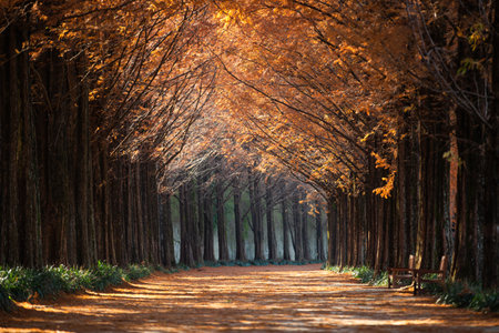 Autumn foliage forest road full of morning sun, Metasequoia tree.の写真素材