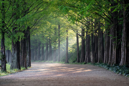 Metasequoia Tree Forest Road With Morning Sun. Green background.の写真素材