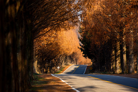 a road full of autumn foliage, a Metasequoia tree forest pathの写真素材