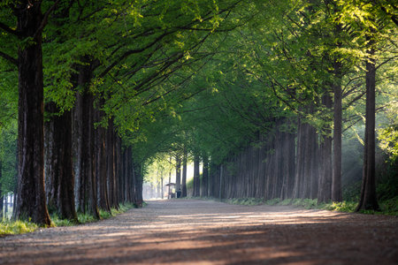 Metasequoia Tree Forest Road With Morning Sun. Green background.の写真素材