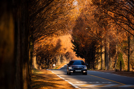 Roads full of autumn leaves, cars, and Metasequoia Tree Forest Roadの写真素材
