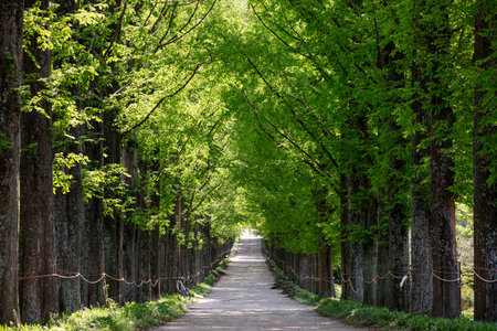 Metasequoia Forest Road. Green background.の写真素材