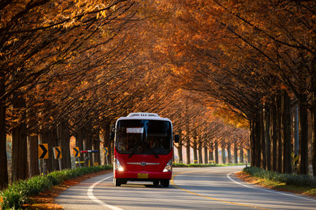a bus running on a path with a maple-tinted tree, South Korea.の写真素材