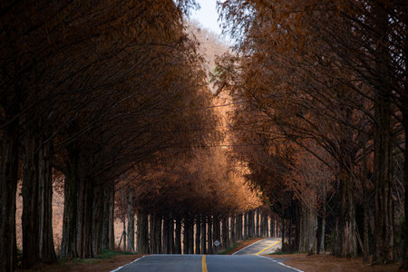 Metasequoia Tree Forest Road, Autumn in Koreaの写真素材