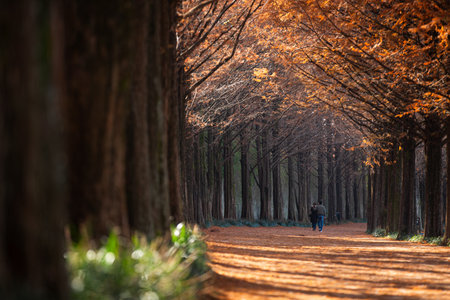 Metasequoia A couple walking down a tree path, Autumn in Koreaの写真素材