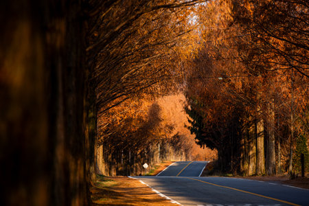 an autumn road with a maple-tinted Metasequoia treeの写真素材