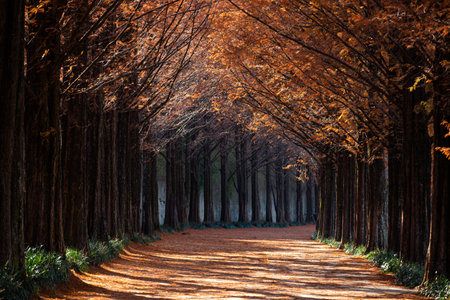 a forest path with a scent of autumn. Metasequoia tree.の写真素材