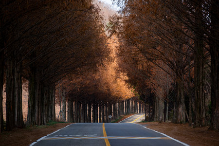 an autumn road with a maple-tinted Metasequoia treeの写真素材