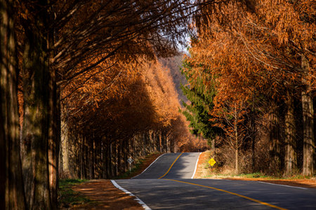 an autumn road with a maple-tinted Metasequoia treeの写真素材