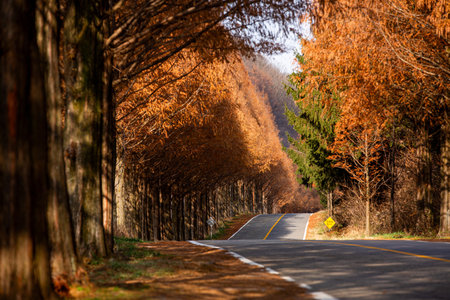 trees and roads stained with autumn foliage.の写真素材