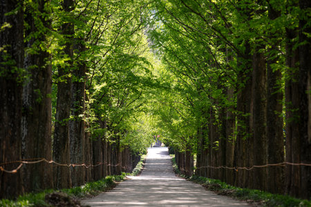 Metasequoia Forest Road. Green background.の写真素材
