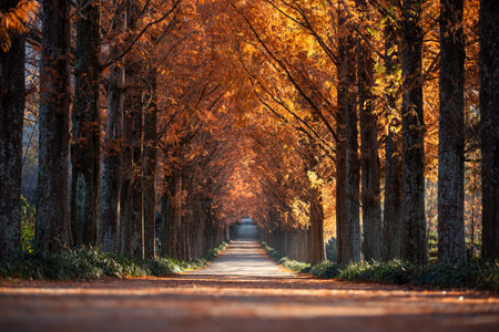 the autumn forest path tinged with autumn leaves.の写真素材
