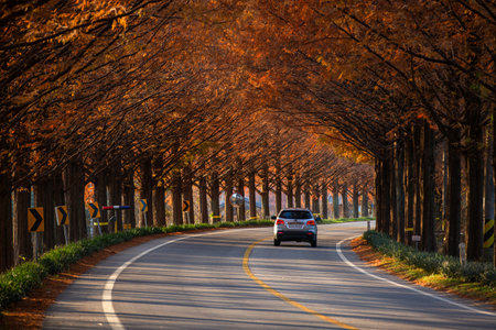 a car that runs on autumnal foliage-infused roads. Metasequoia Road.の写真素材