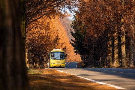 a yellow bus running on the street of Metasequoia. autumn scenery.の写真素材