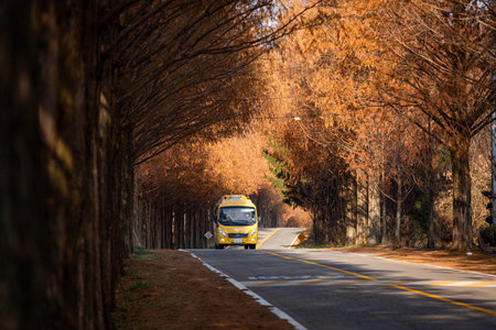 a yellow bus running on the street of Metasequoia. autumn scenery.の写真素材