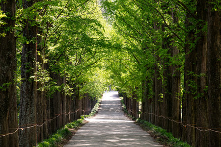 Green background.の写真素材