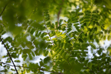 A close-up shot of green Metasequoia leaves. Green background.の写真素材