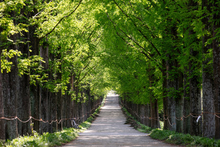 Metasequoia Forest Road. Green background.の写真素材