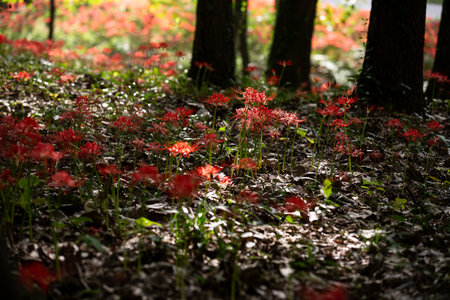 a garden in a forest full of Red spider lily in South Koreaの写真素材