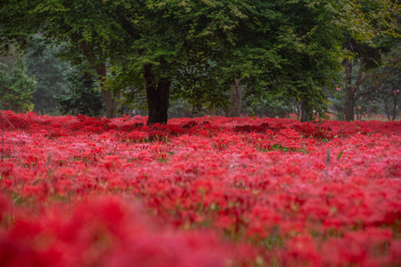a garden in a forest full of Red spider lily in South Koreaの写真素材