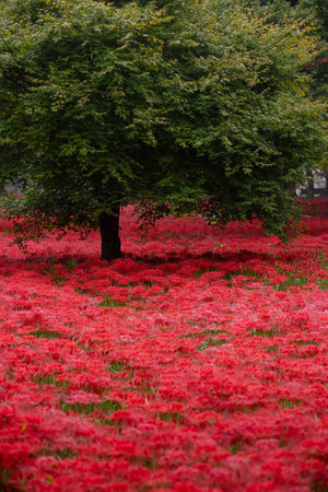 a garden in a forest full of Red spider lily in South Koreaの写真素材