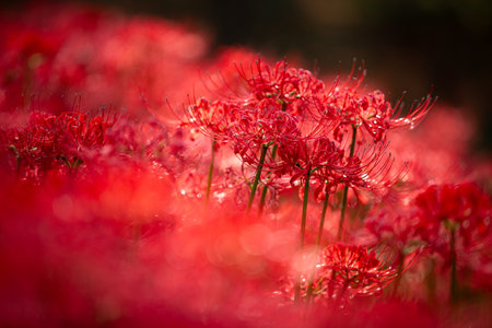 Red spider lily in full bloom, red flower close up.の写真素材