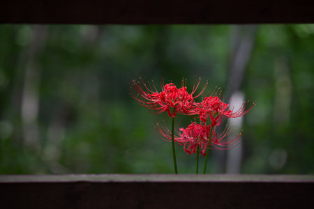 Red spider lily in full bloom, red flower close up.の写真素材
