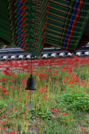 a red-flowered garden and a wind-bellの写真素材