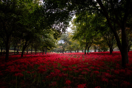 a garden in a forest full of Red spider lily in South Koreaの写真素材