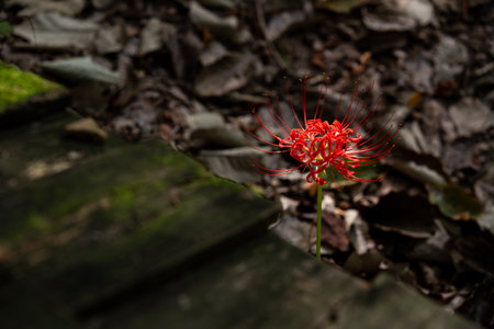 Red spider lily in full bloom, red flower close up.の写真素材