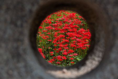 Red spider lily in the garden with view through the holeの写真素材