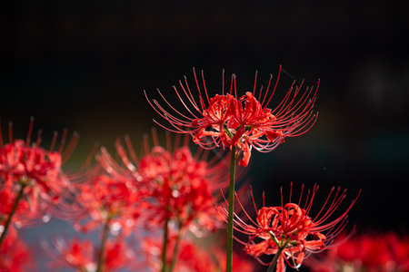 Red spider lily in full bloom, red flower close up.の写真素材