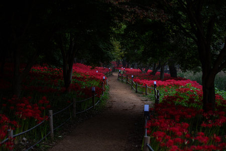 a garden in a forest full of Red spider lily in South Koreaの写真素材