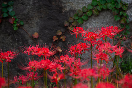 Red spider lily in full bloom, red flower close up.の写真素材