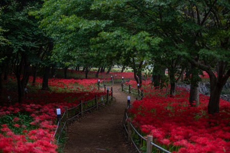 a garden in a forest full of Red spider lily in South Koreaの写真素材